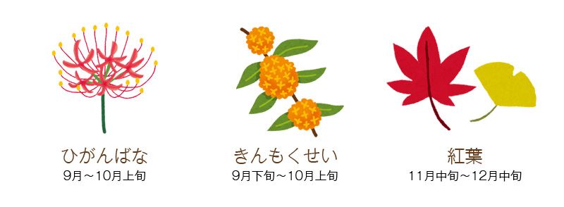 秋の花 秋の花